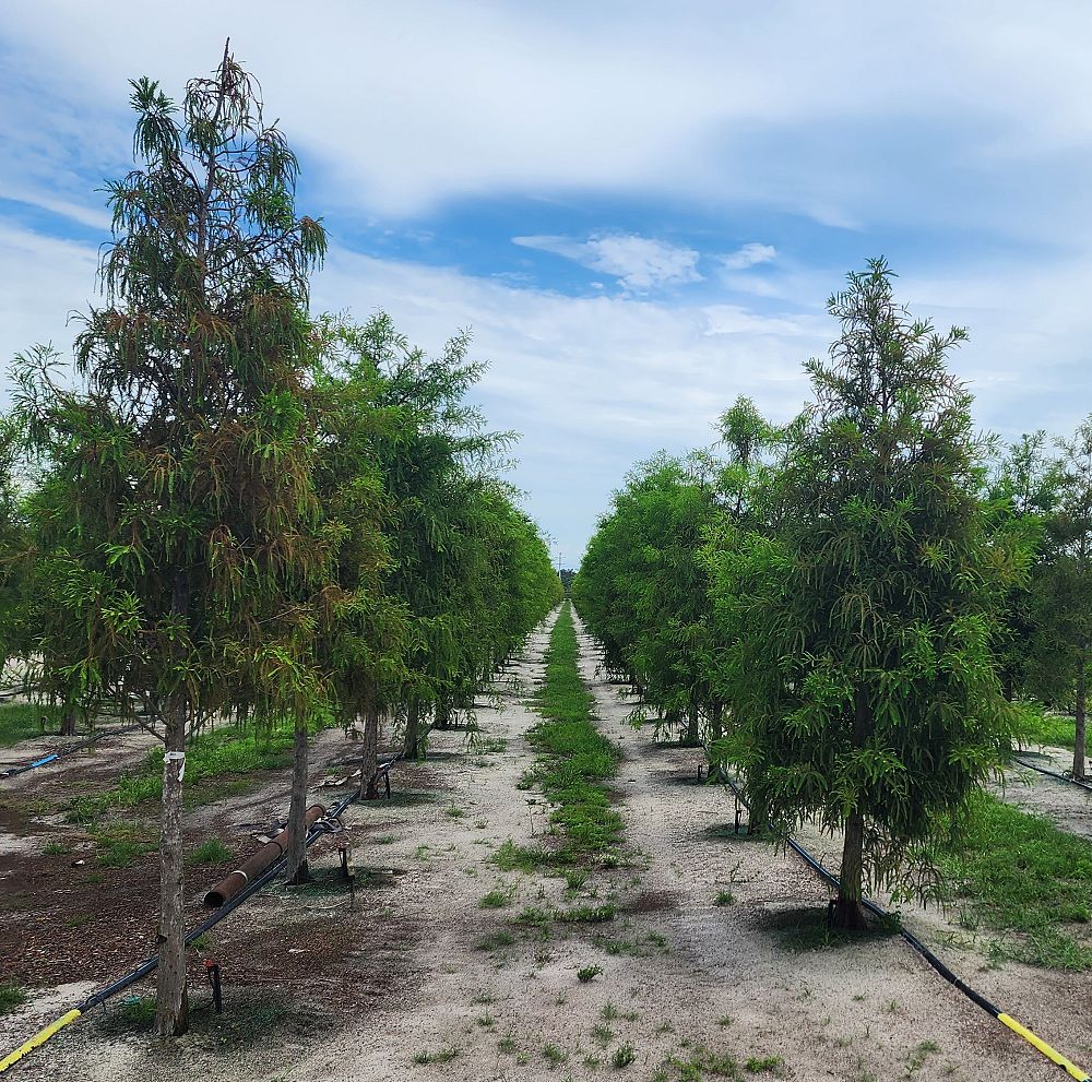taxodium-distichum-bald-cypress