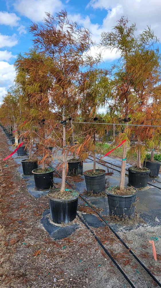 taxodium-distichum-bald-cypress