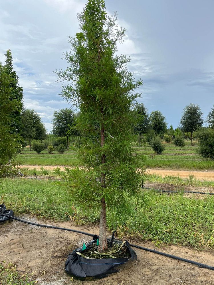 taxodium-distichum-bald-cypress