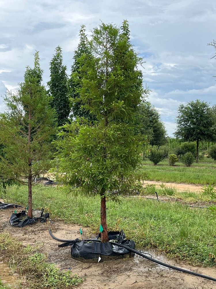taxodium-distichum-bald-cypress