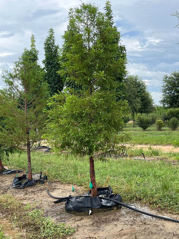 taxodium-distichum-bald-cypress