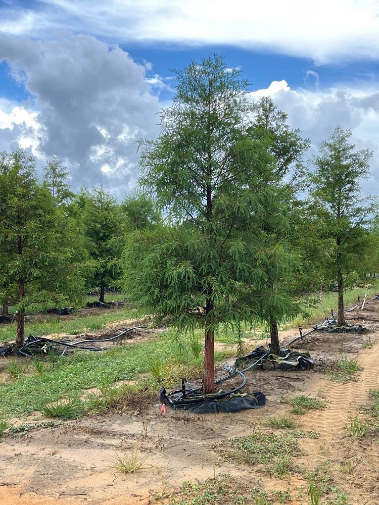 taxodium-distichum-bald-cypress