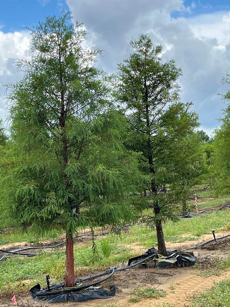 taxodium-distichum-bald-cypress