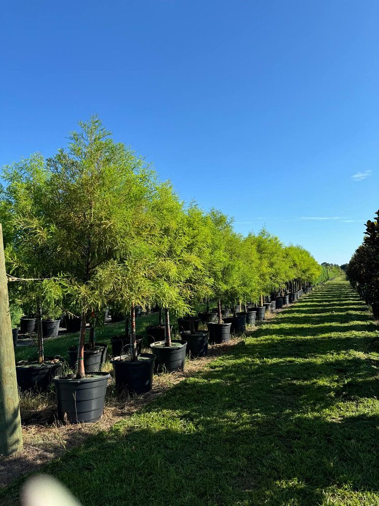 taxodium-distichum-bald-cypress