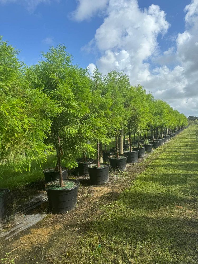 taxodium-distichum-bald-cypress