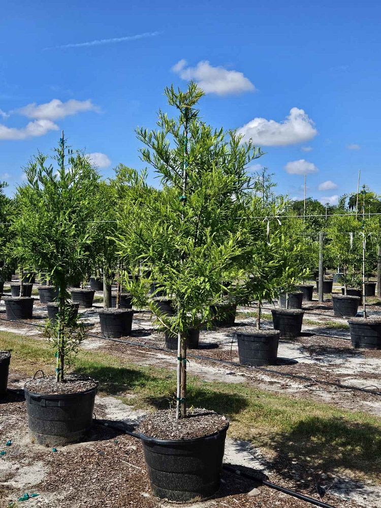 taxodium-distichum-bald-cypress