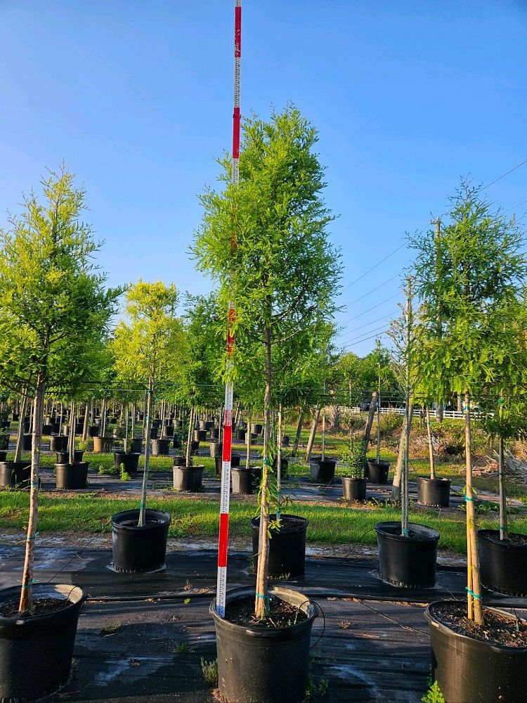 taxodium-distichum-bald-cypress