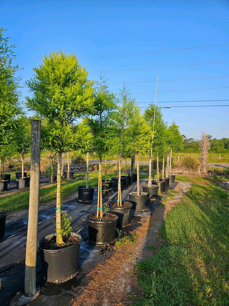 taxodium-distichum-bald-cypress
