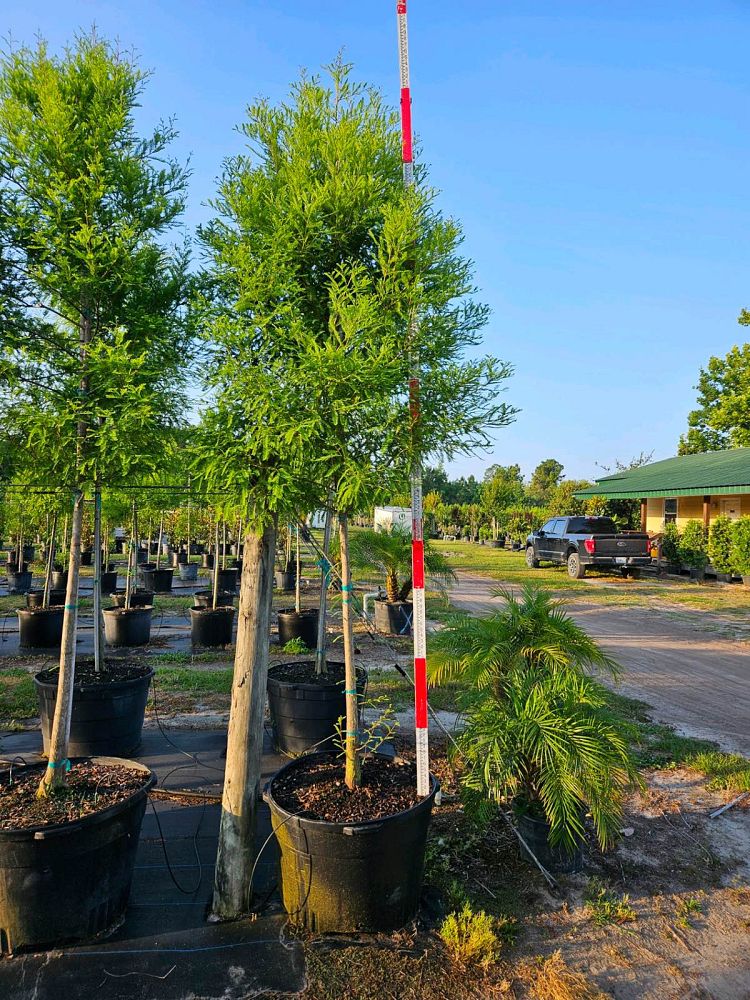 taxodium-distichum-bald-cypress