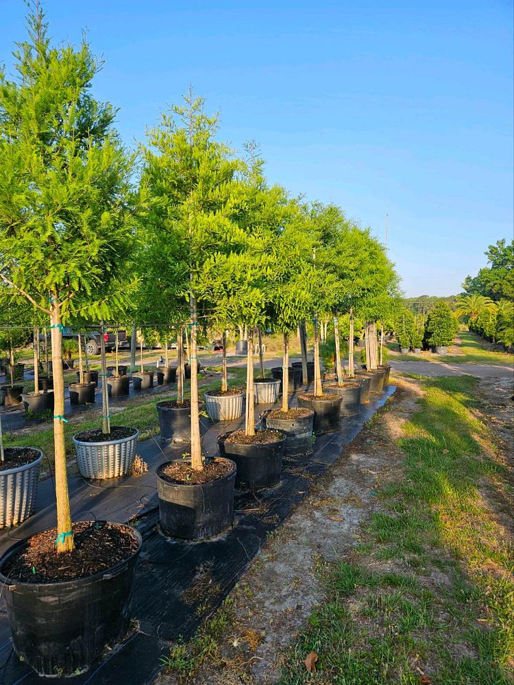 taxodium-distichum-bald-cypress