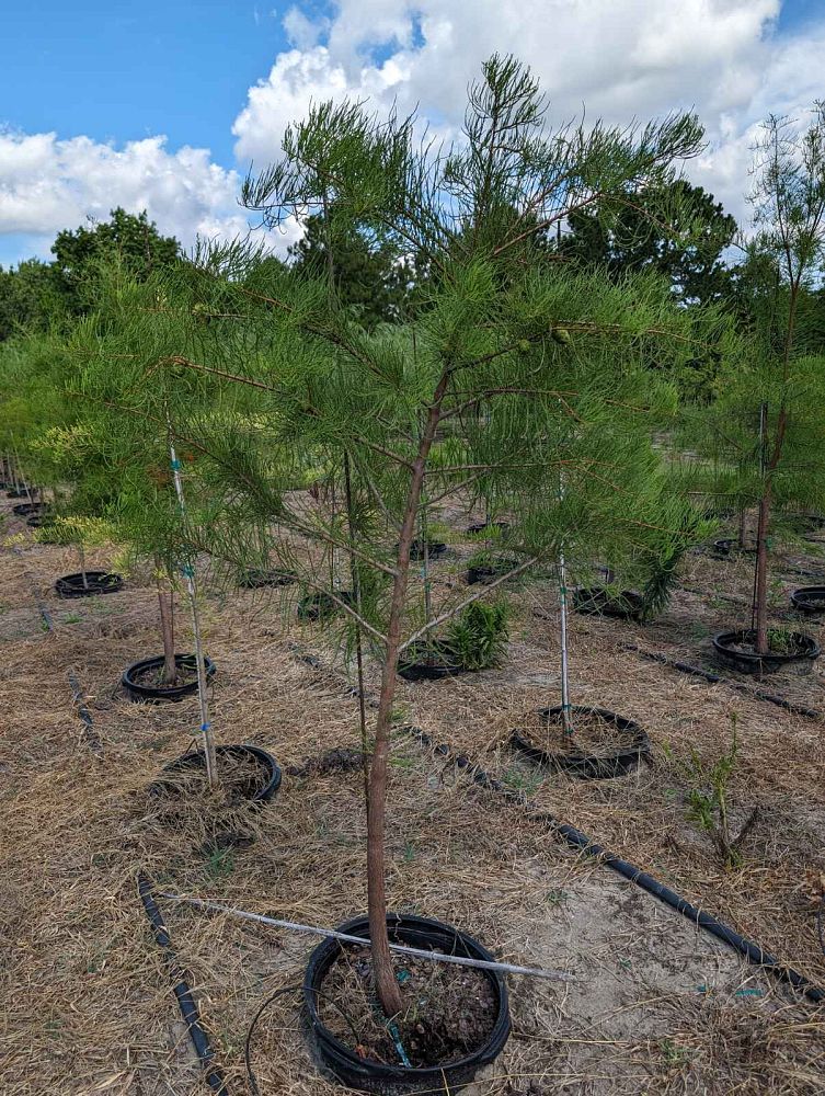 taxodium-distichum-bald-cypress