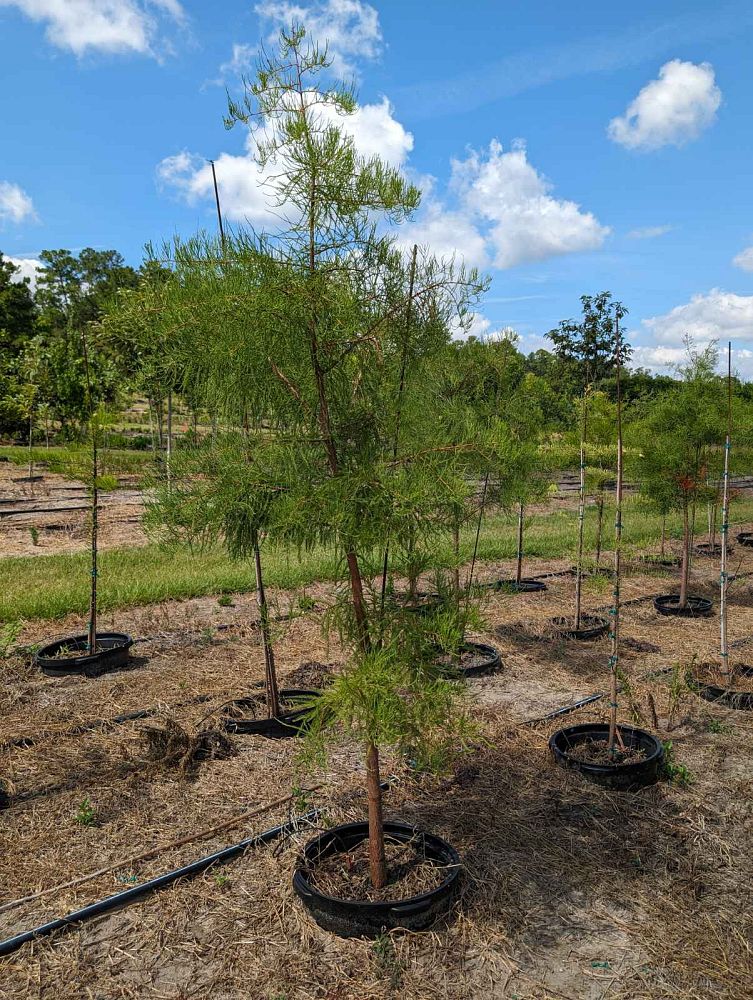 taxodium-distichum-bald-cypress