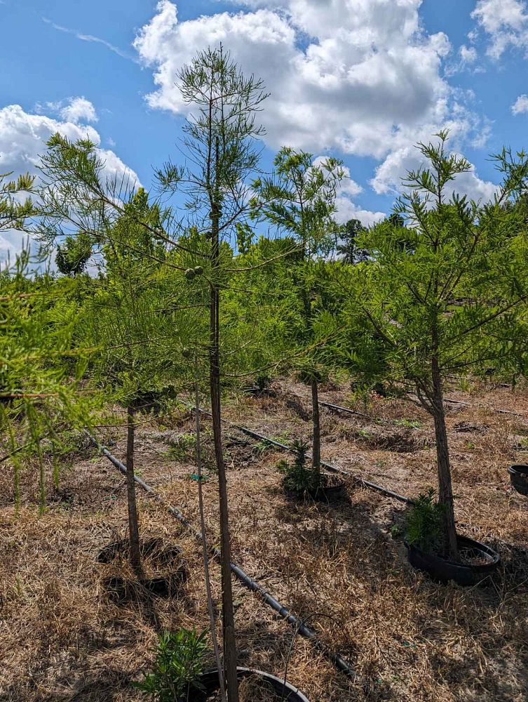 taxodium-distichum-bald-cypress