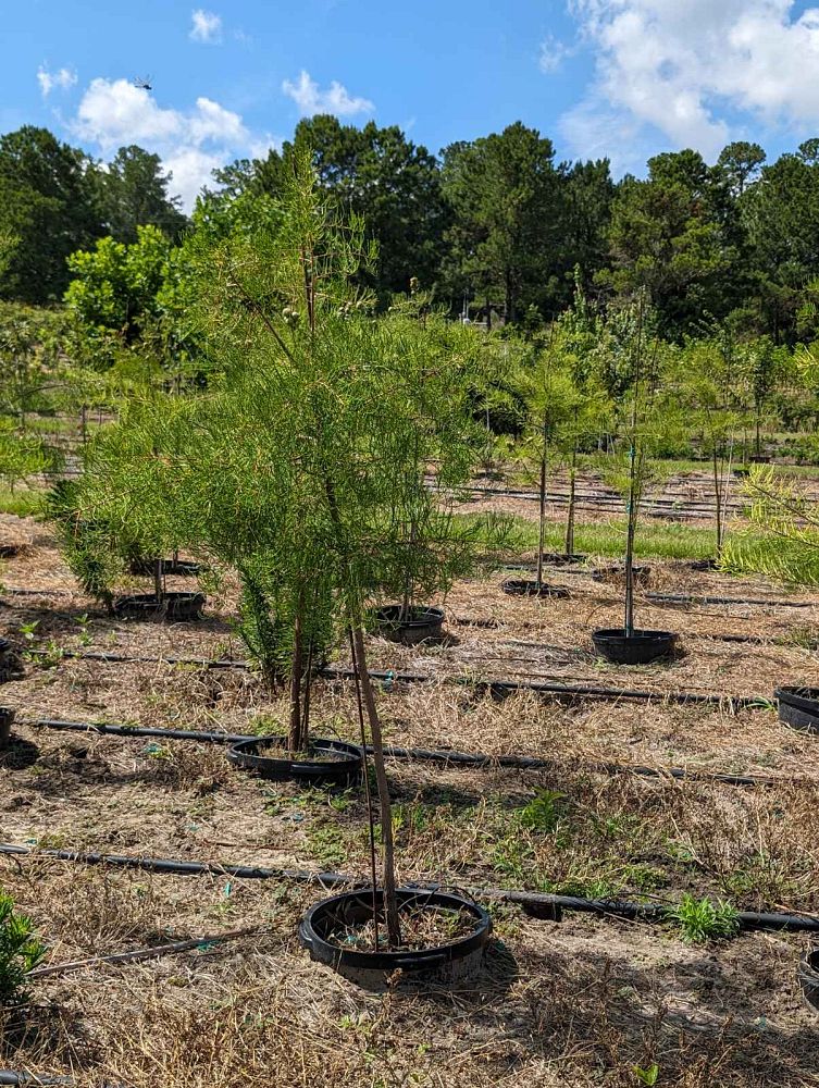 taxodium-distichum-bald-cypress