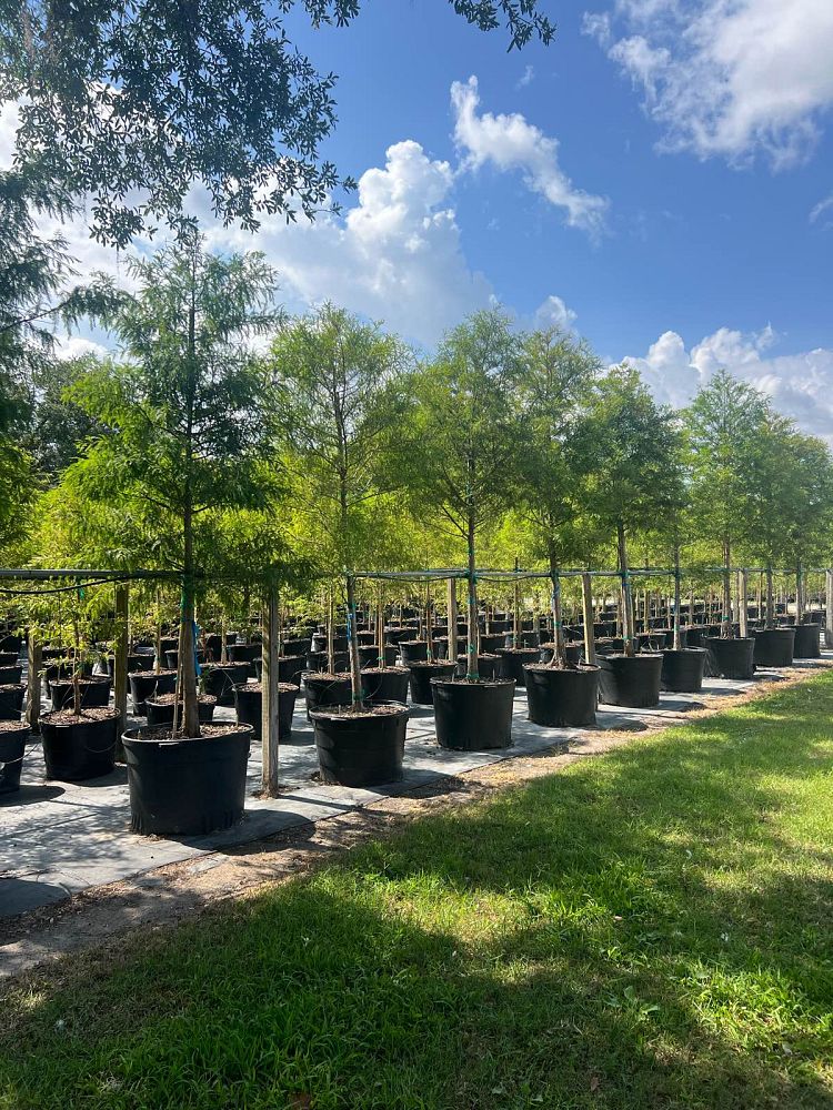 taxodium-distichum-bald-cypress