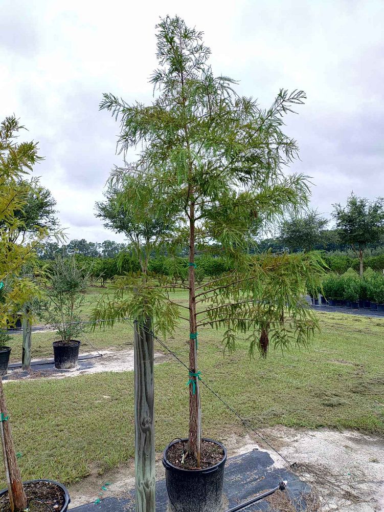 taxodium-distichum-bald-cypress