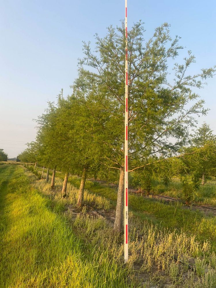 taxodium-distichum-bald-cypress
