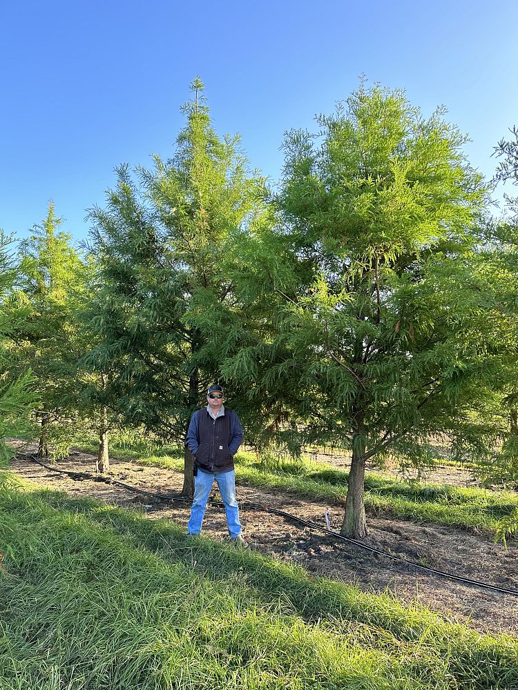 taxodium-distichum-bald-cypress