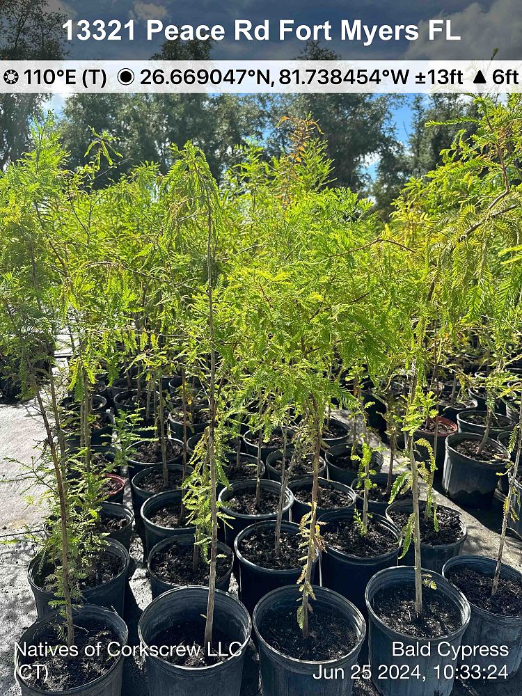 taxodium-distichum-bald-cypress