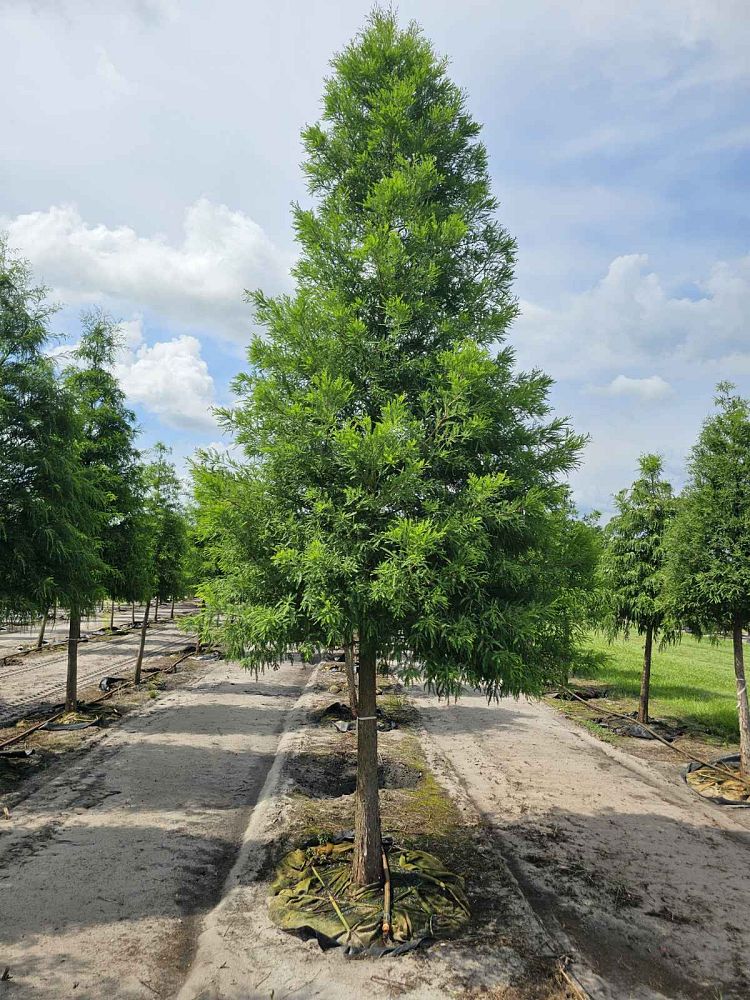 taxodium-distichum-bald-cypress