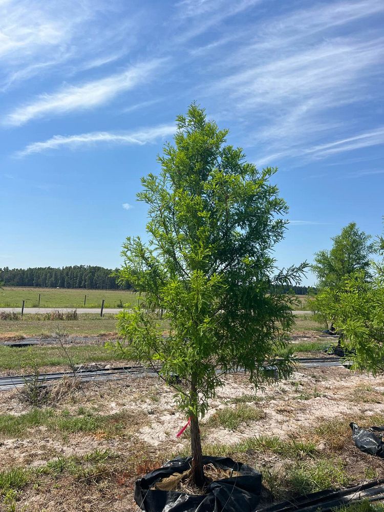 taxodium-distichum-bald-cypress