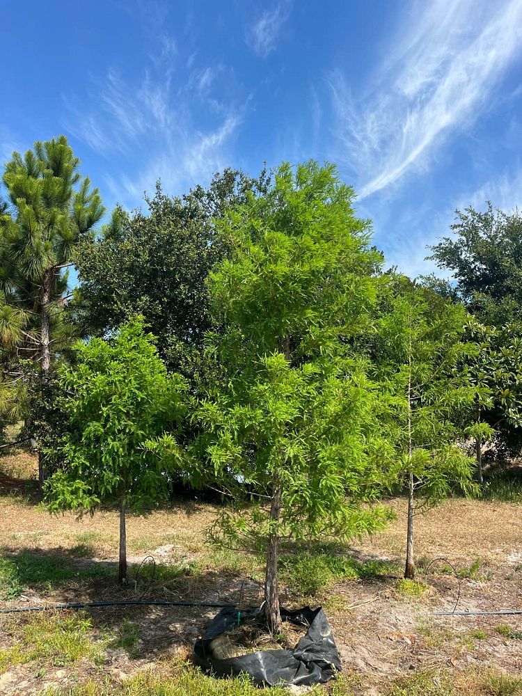 taxodium-distichum-bald-cypress