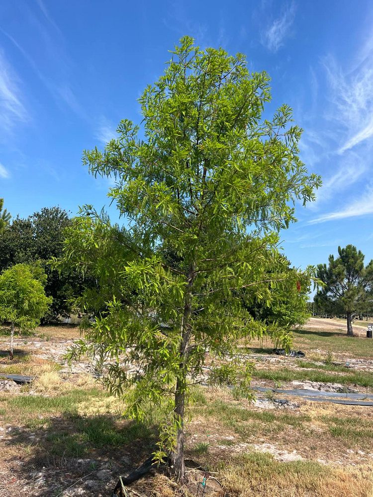 taxodium-distichum-bald-cypress