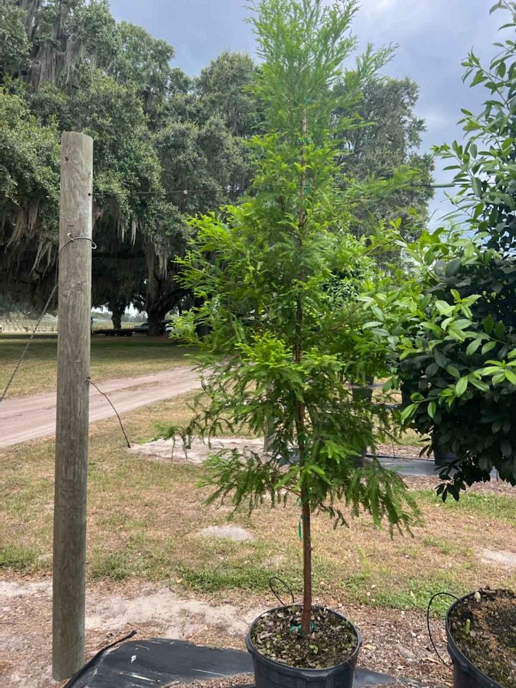taxodium-distichum-bald-cypress