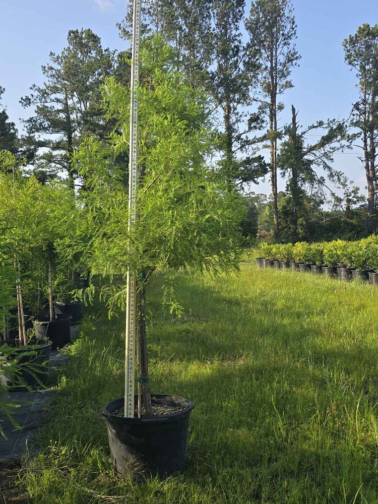 taxodium-distichum-bald-cypress