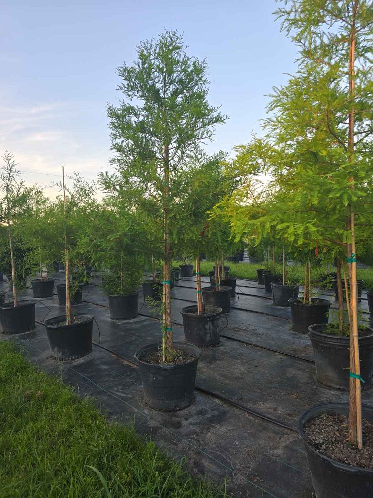 taxodium-distichum-bald-cypress