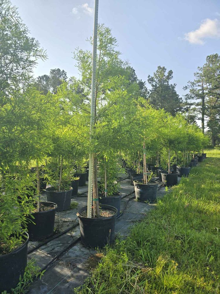 taxodium-distichum-bald-cypress