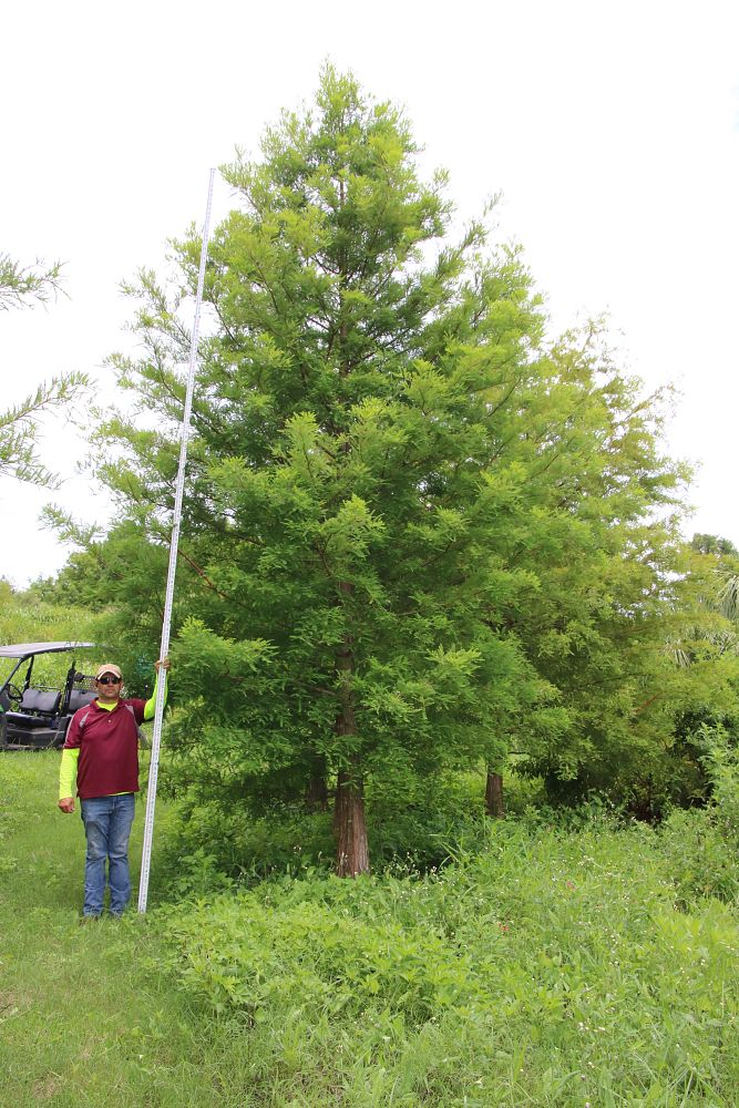 taxodium-distichum-bald-cypress
