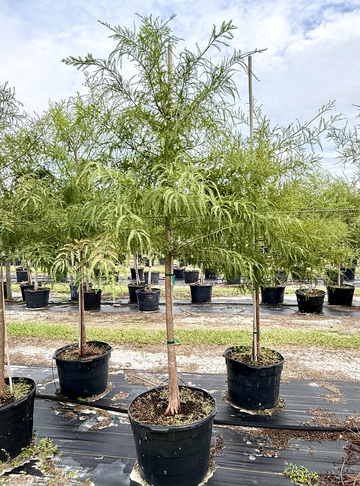 taxodium-distichum-bald-cypress