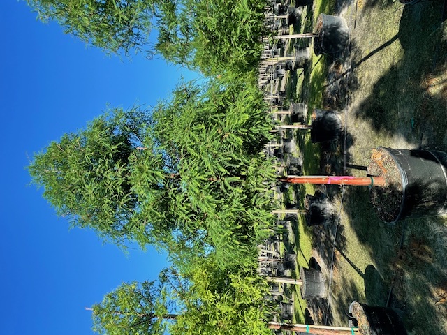 taxodium-distichum-bald-cypress