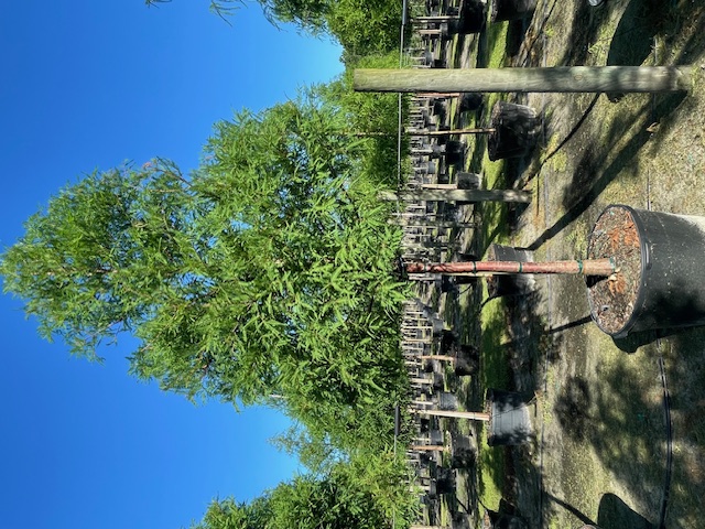 taxodium-distichum-bald-cypress