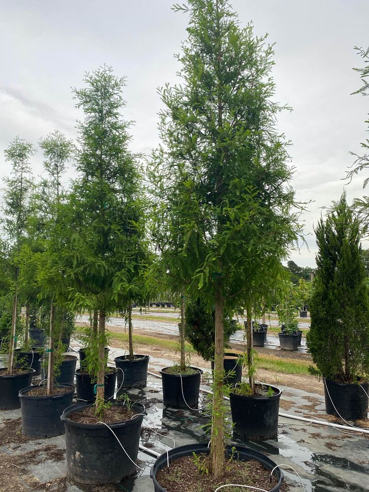taxodium-distichum-bald-cypress