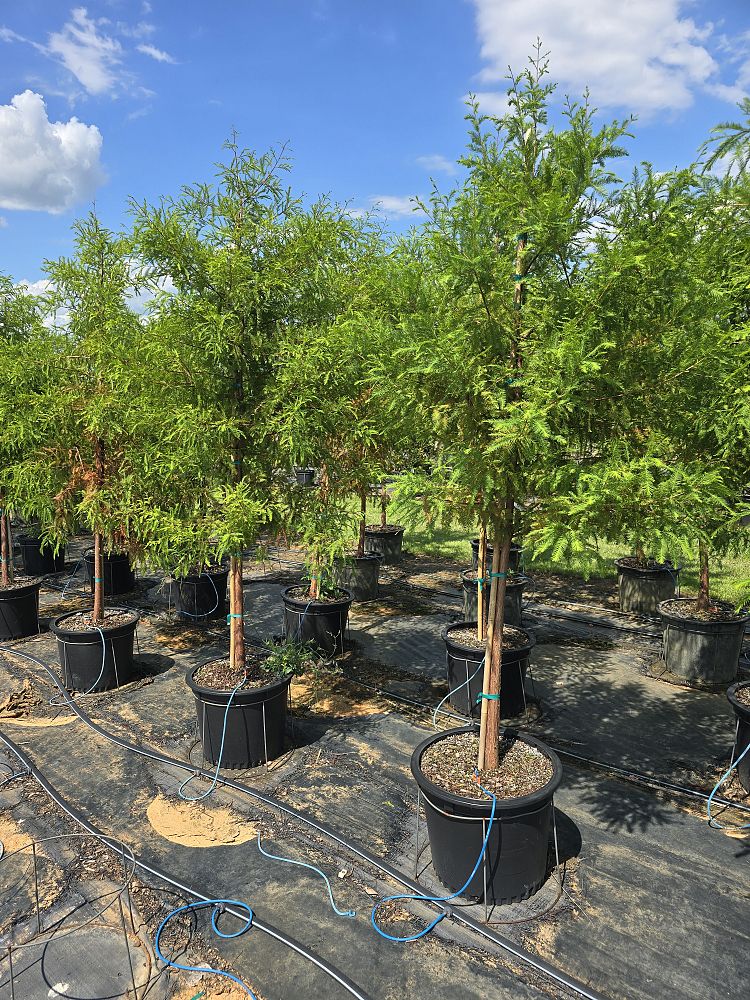 taxodium-distichum-bald-cypress
