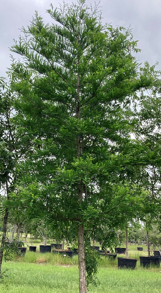 taxodium-distichum-bald-cypress