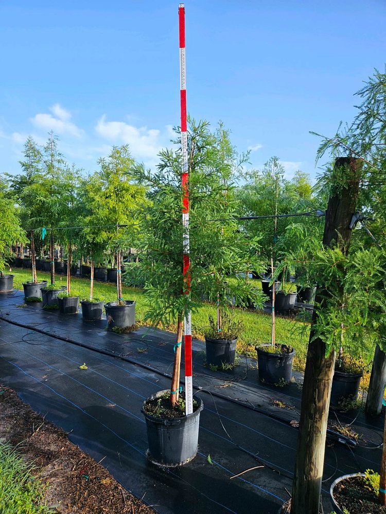 taxodium-distichum-bald-cypress