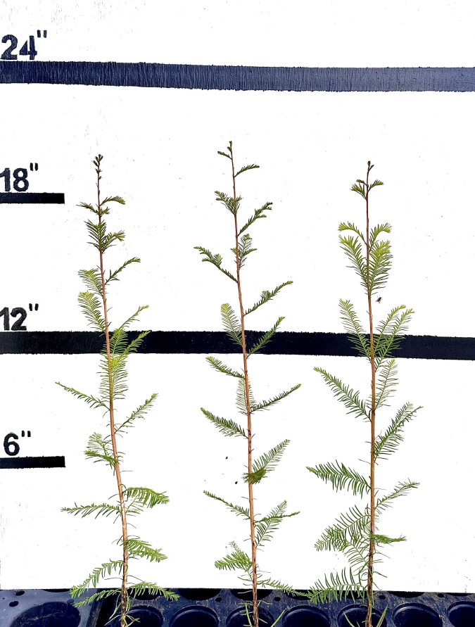 taxodium-distichum-bald-cypress