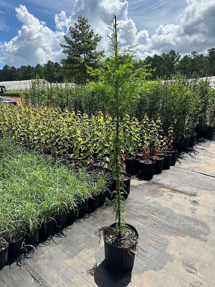 taxodium-distichum-bald-cypress