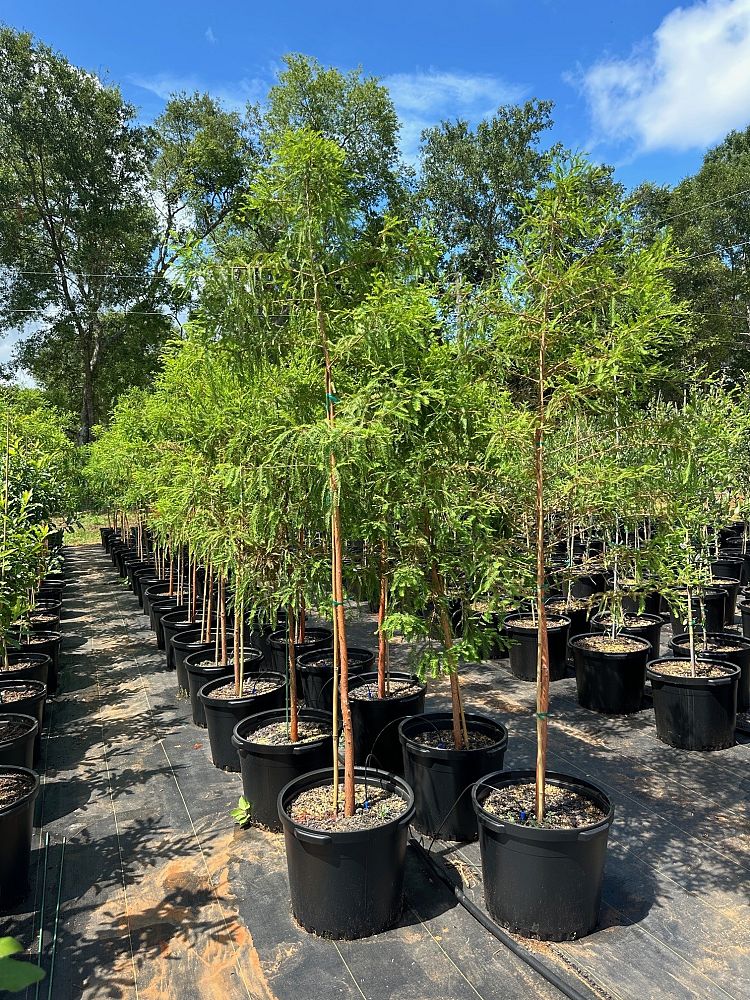 taxodium-distichum-bald-cypress