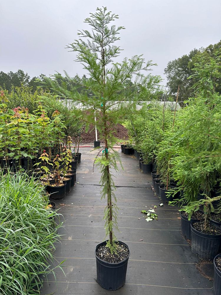 taxodium-distichum-bald-cypress