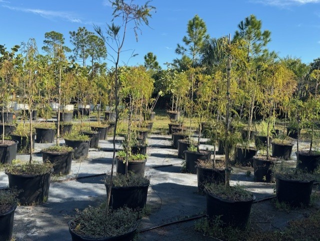 taxodium-distichum-bald-cypress