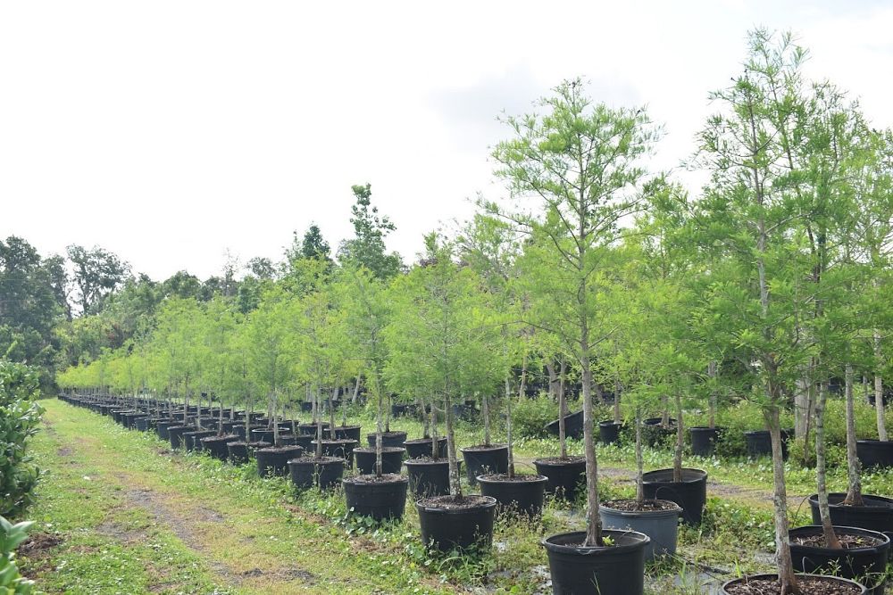 taxodium-distichum-bald-cypress