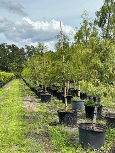 taxodium-distichum-bald-cypress