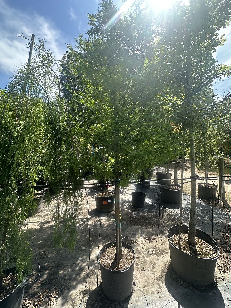 taxodium-distichum-bald-cypress