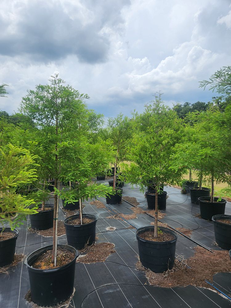 taxodium-distichum-bald-cypress