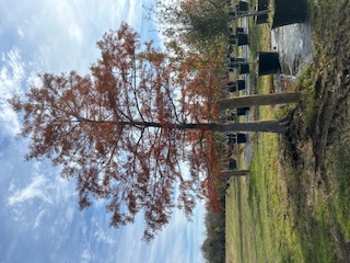 taxodium-distichum-bald-cypress