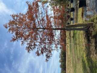taxodium-distichum-bald-cypress